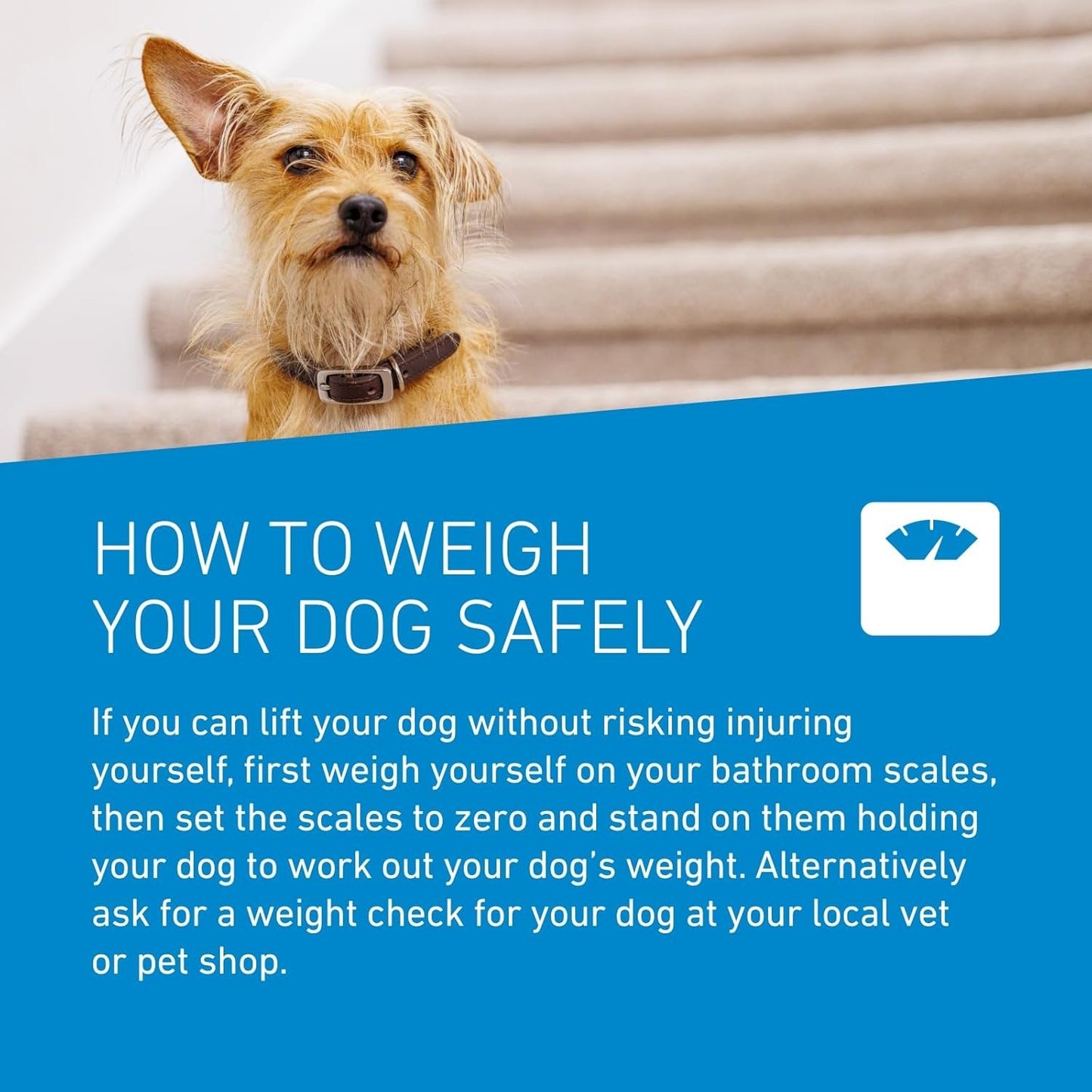 Frontline Spot On for Dogs – Monthly Flea & Tick Protection